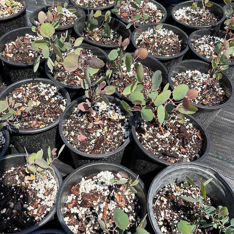 Silver Dollar Eucalyptus | Baby Plants | Eucalyptus Cinerea | 1 Gallon Pot