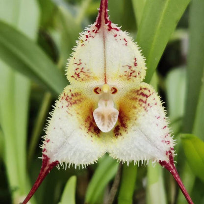 Monkey Face Orchid Seed 100 Seeds Rare Dracula Simia Plant an Exciting New Addition Exotic Charm Beautiful Potted Plants