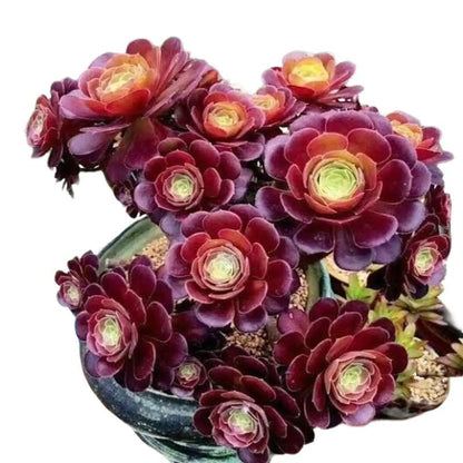 Live Succulent Plant Aeonium Black Rose Plant Arboreum Zwartkop Cactus Plant 6 Inch Tall, Black Rose Aeonium Plant