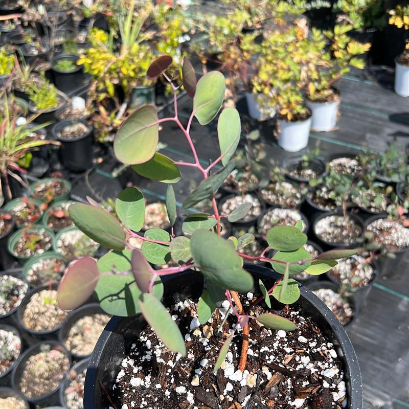 Silver Dollar Eucalyptus | Baby Plants | Eucalyptus Cinerea | 1 Gallon Pot