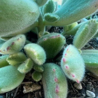 Live Cotyledon Tomentosa Variegated (Bear'S Paw) Fully Rooted in 4'' Plant Pots