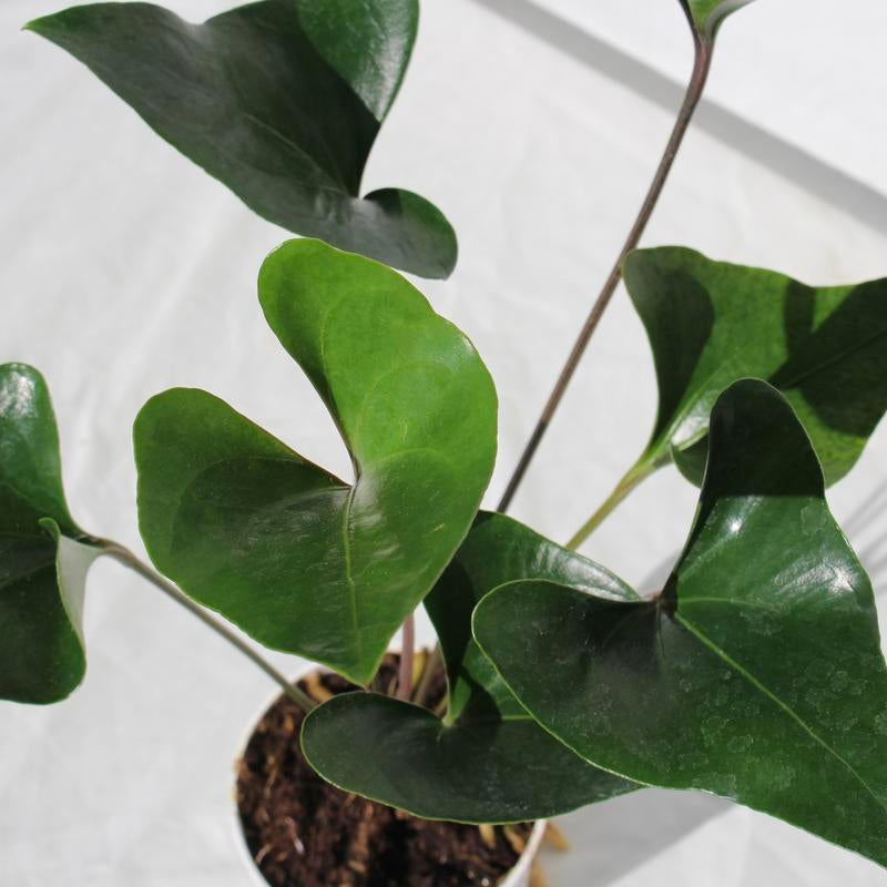 Anthurium Arrow 4" Pot Live Plant