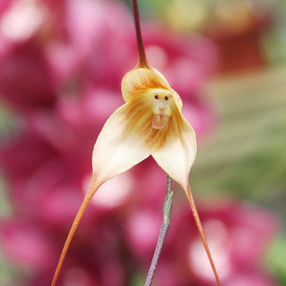 Monkey Face Orchid Seed 100 Seeds Rare Dracula Simia Plant an Exciting New Addition Exotic Charm Beautiful Potted Plants