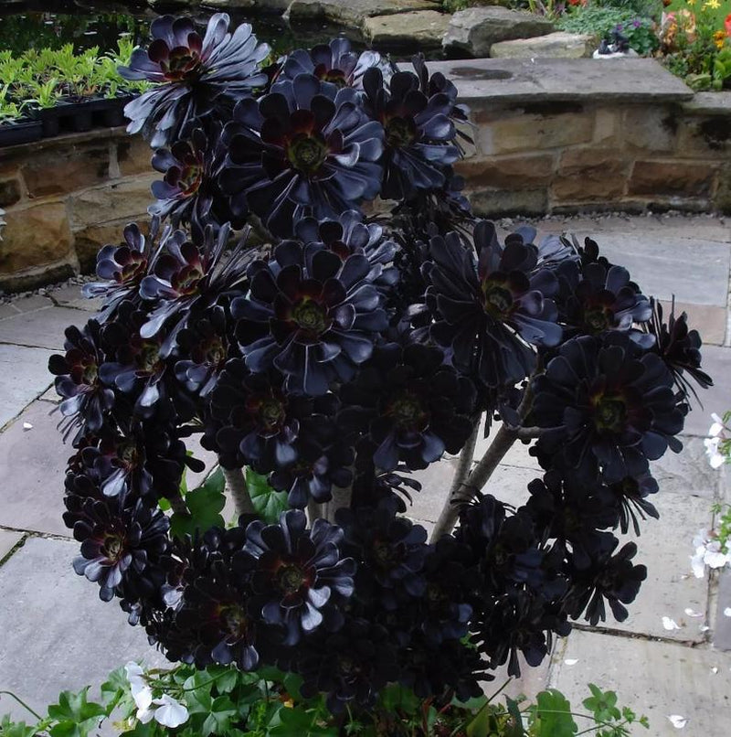 Live Succulent Plant Aeonium Black Rose Plant Arboreum Zwartkop Cactus Plant 6 Inch Tall, Black Rose Aeonium Plant