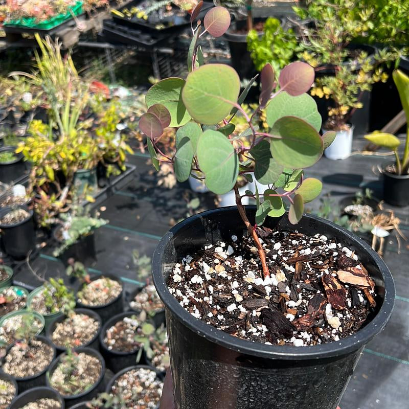 Silver Dollar Eucalyptus | Baby Plants | Eucalyptus Cinerea | 1 Gallon Pot