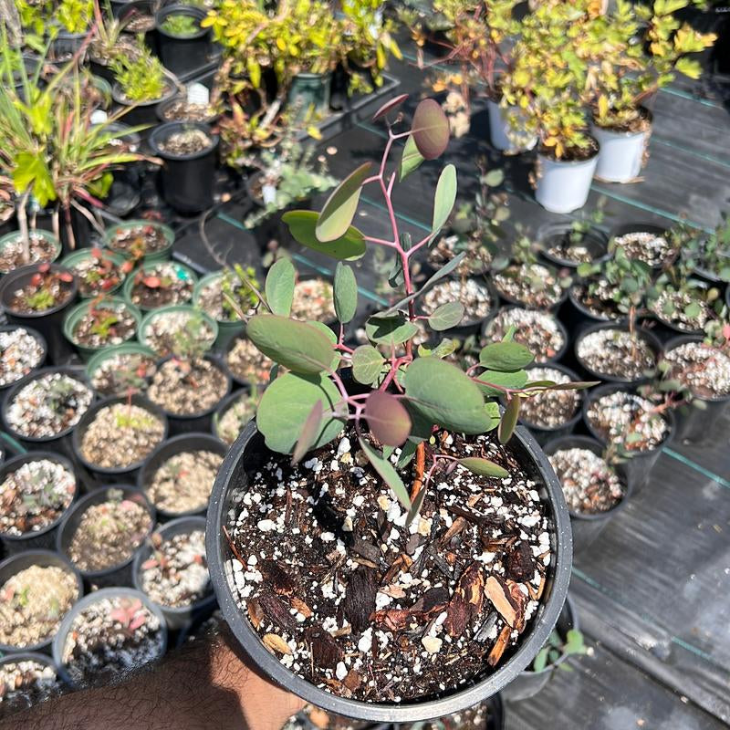 Silver Dollar Eucalyptus | Baby Plants | Eucalyptus Cinerea | 1 Gallon Pot