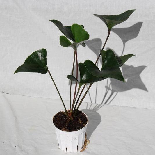 Anthurium Arrow 4" Pot Live Plant