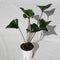 Anthurium Arrow 4" Pot Live Plant