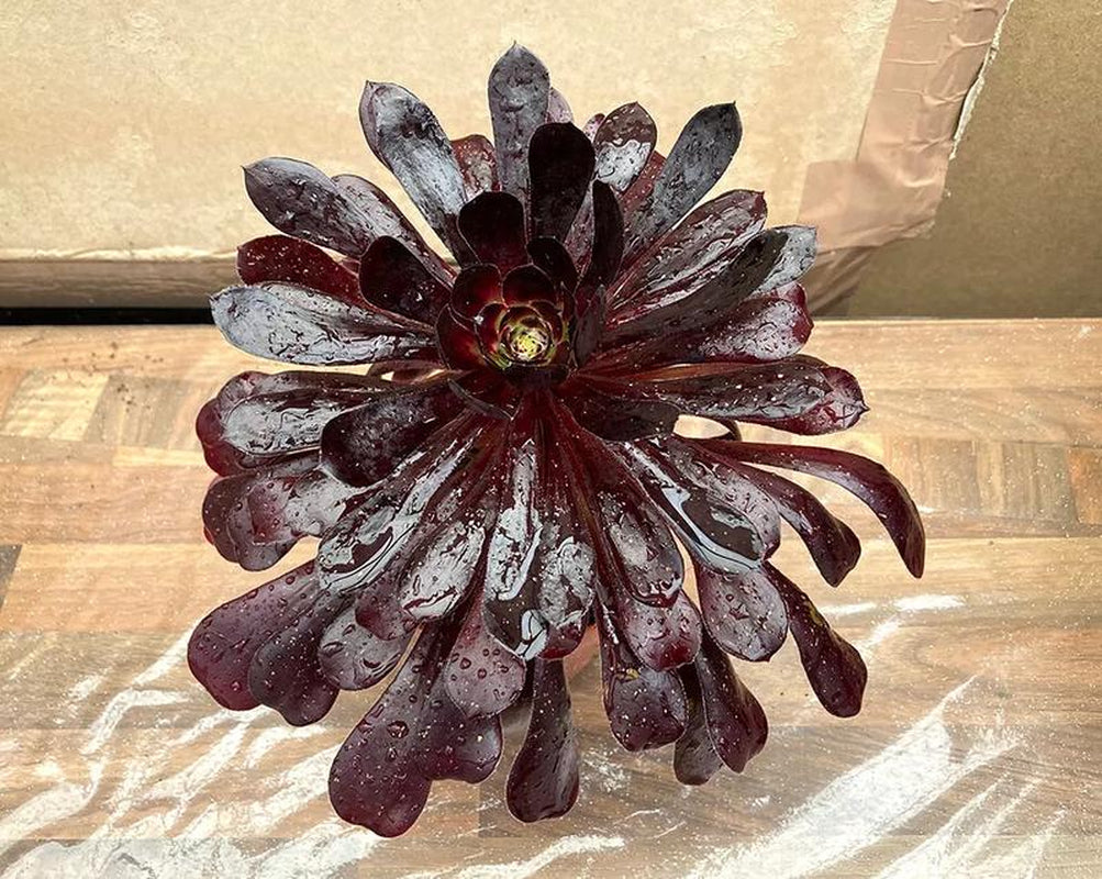 Live Succulent Plant Aeonium Black Rose Plant Arboreum Zwartkop Cactus Plant 6 Inch Tall, Black Rose Aeonium Plant