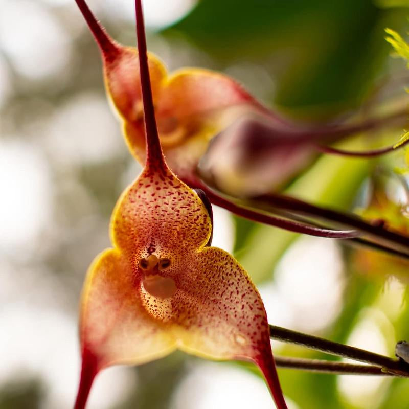 Monkey Face Orchid Seed 100 Seeds Rare Dracula Simia Plant an Exciting New Addition Exotic Charm Beautiful Potted Plants