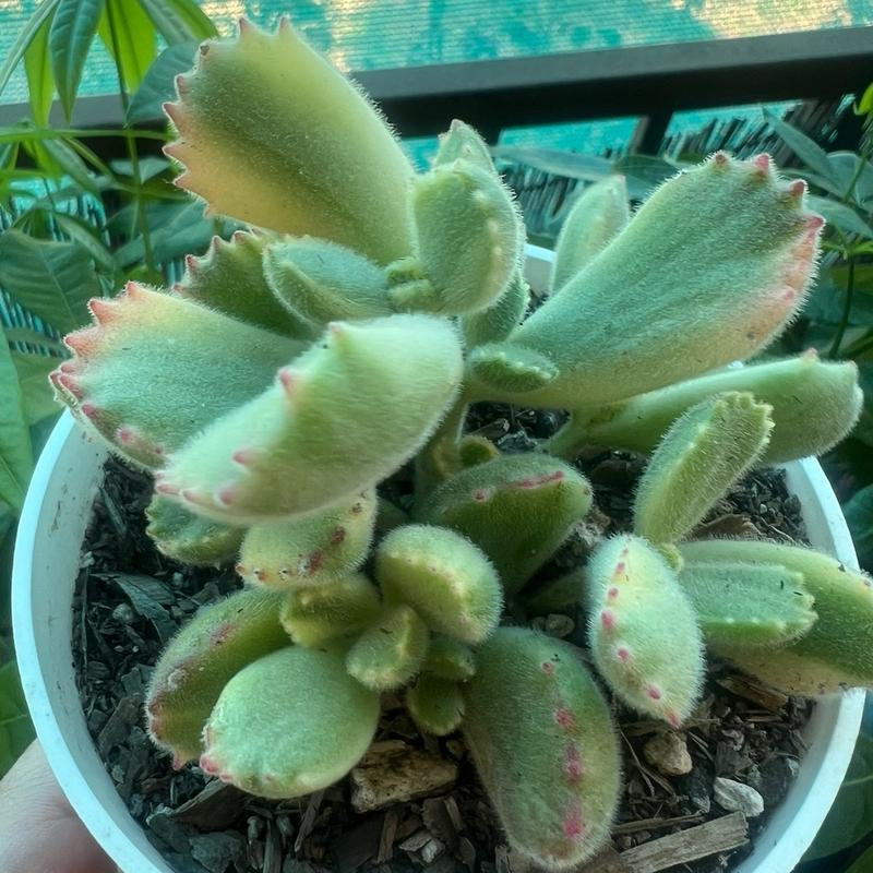 Live Cotyledon Tomentosa Variegated (Bear'S Paw) Fully Rooted in 4'' Plant Pots