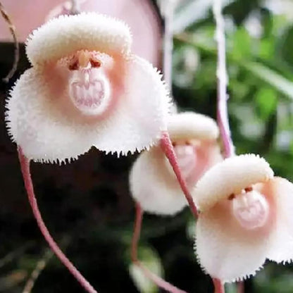 Monkey Face Orchid Seed 100 Seeds Rare Dracula Simia Plant an Exciting New Addition Exotic Charm Beautiful Potted Plants