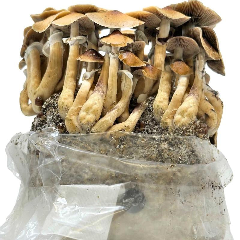 All-In-One Mushroom Grow Bag (4 Lbs) for Manure Loving Mushrooms