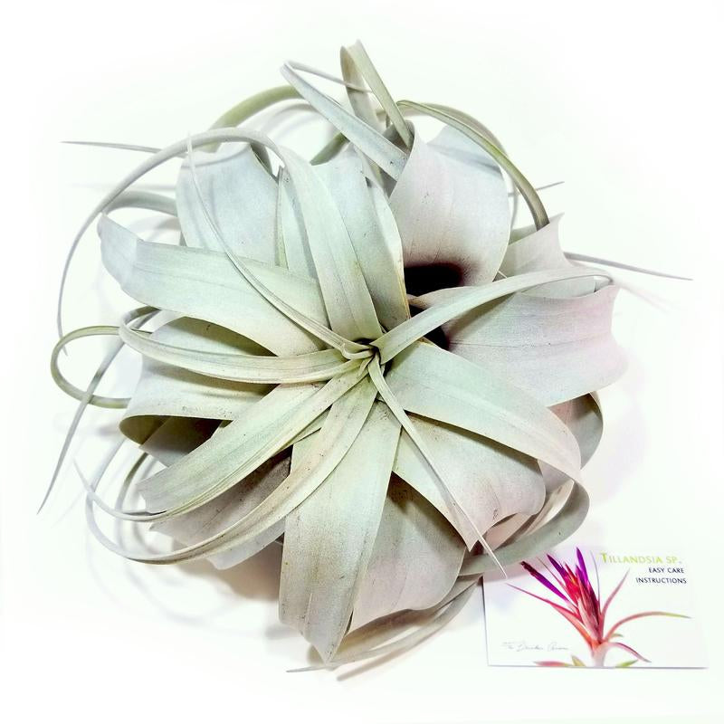 Xerographica Air Plant (Large)