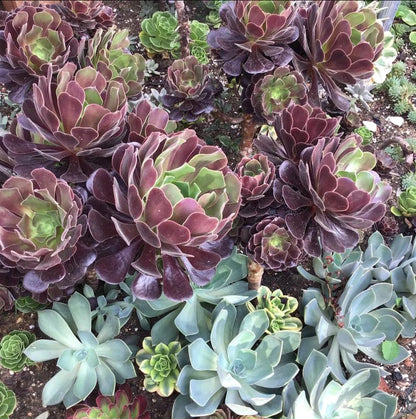 Live Succulent Plant Aeonium Black Rose Plant Arboreum Zwartkop Cactus Plant 6 Inch Tall, Black Rose Aeonium Plant