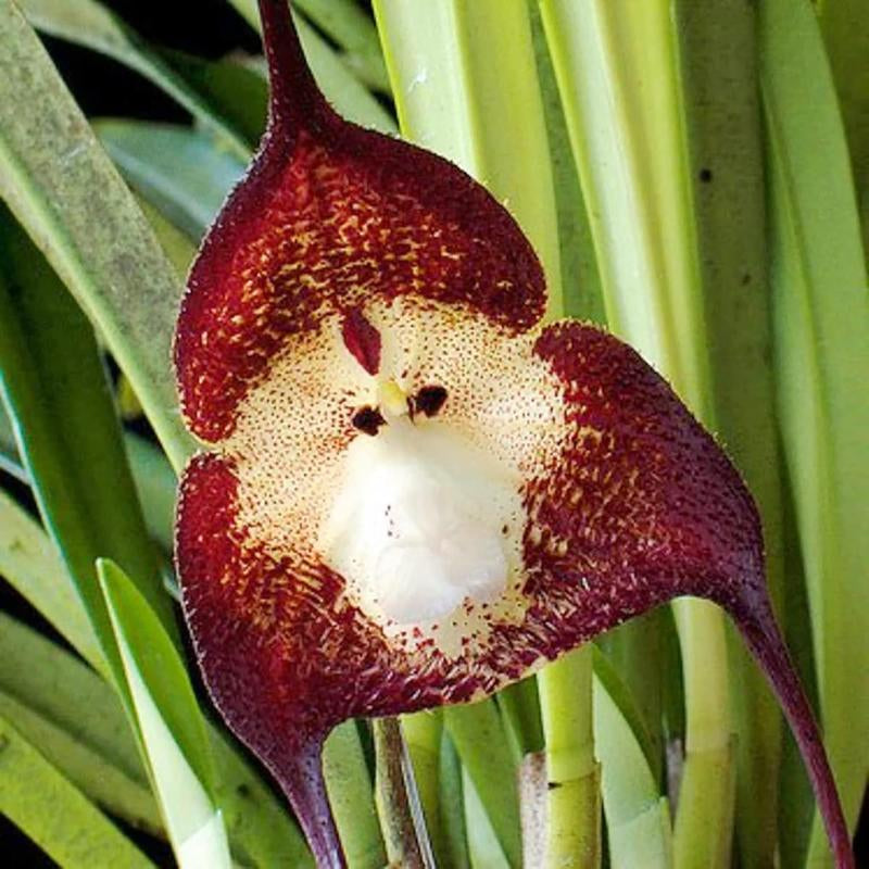 Monkey Face Orchid Seed 100 Seeds Rare Dracula Simia Plant an Exciting New Addition Exotic Charm Beautiful Potted Plants