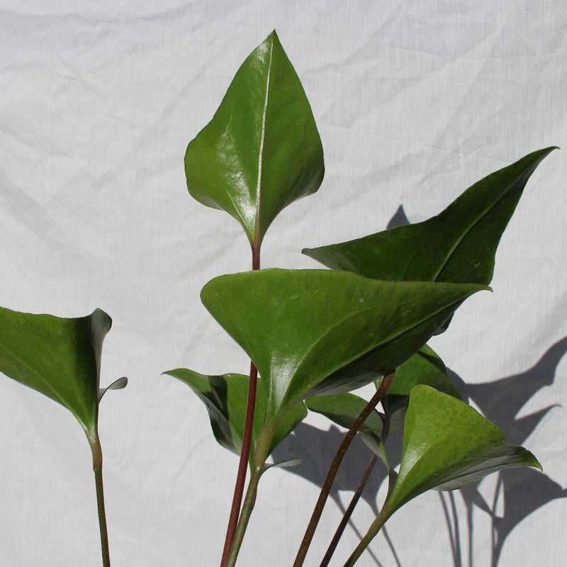 Anthurium Arrow 4" Pot Live Plant