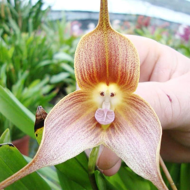 Monkey Face Orchid Seed 100 Seeds Rare Dracula Simia Plant an Exciting New Addition Exotic Charm Beautiful Potted Plants