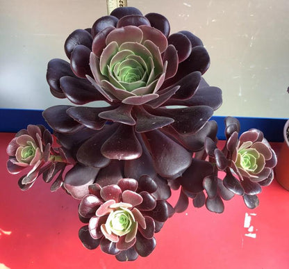 Live Succulent Plant Aeonium Black Rose Plant Arboreum Zwartkop Cactus Plant 6 Inch Tall, Black Rose Aeonium Plant