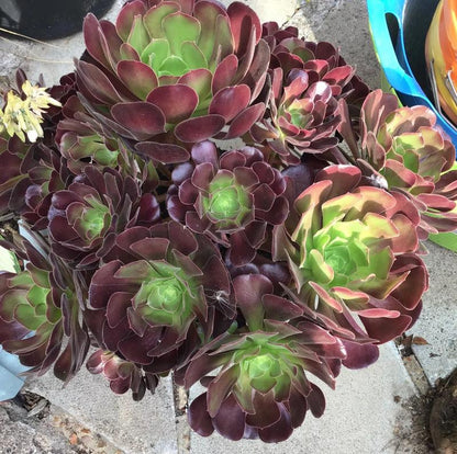 Live Succulent Plant Aeonium Black Rose Plant Arboreum Zwartkop Cactus Plant 6 Inch Tall, Black Rose Aeonium Plant