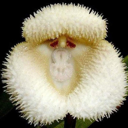 Monkey Face Orchid Seed 100 Seeds Rare Dracula Simia Plant an Exciting New Addition Exotic Charm Beautiful Potted Plants