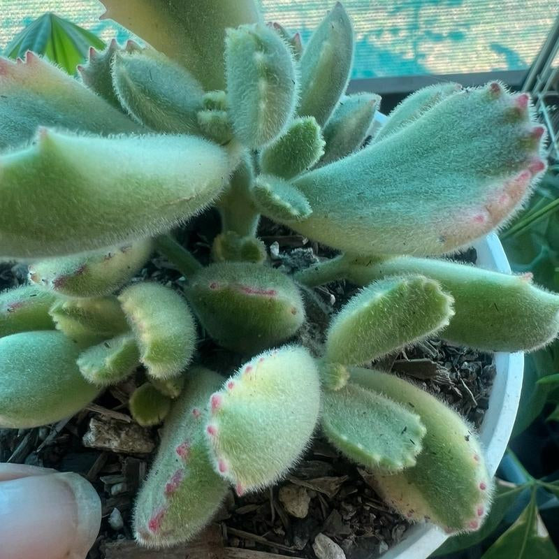 Live Cotyledon Tomentosa Variegated (Bear'S Paw) Fully Rooted in 4'' Plant Pots