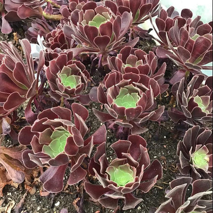 Live Succulent Plant Aeonium Black Rose Plant Arboreum Zwartkop Cactus Plant 6 Inch Tall, Black Rose Aeonium Plant