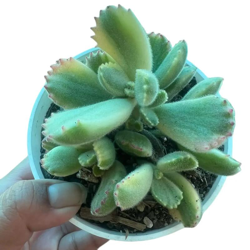 Live Cotyledon Tomentosa Variegated (Bear'S Paw) Fully Rooted in 4'' Plant Pots