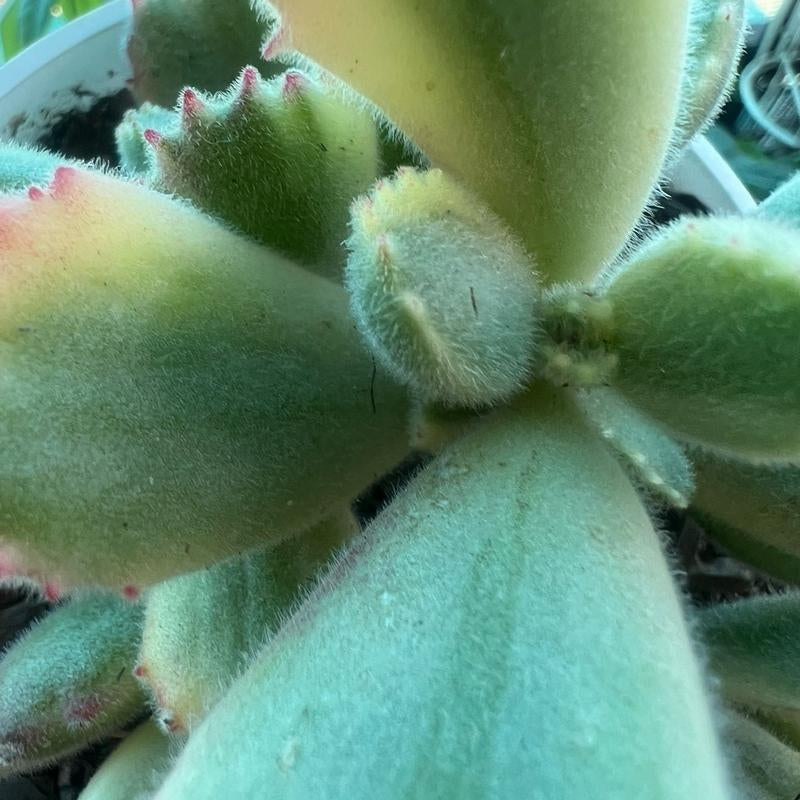 Live Cotyledon Tomentosa Variegated (Bear'S Paw) Fully Rooted in 4'' Plant Pots