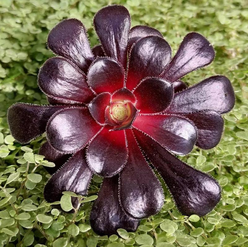 Live Succulent Plant Aeonium Black Rose Plant Arboreum Zwartkop Cactus Plant 6 Inch Tall, Black Rose Aeonium Plant