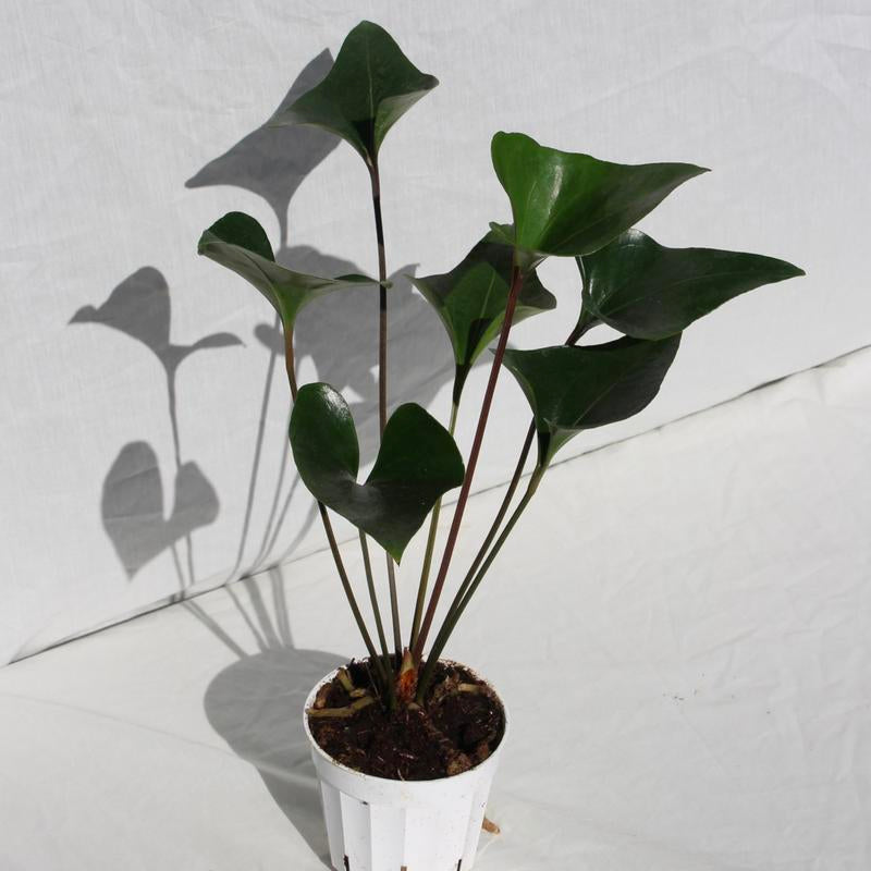 Anthurium Arrow 4" Pot Live Plant