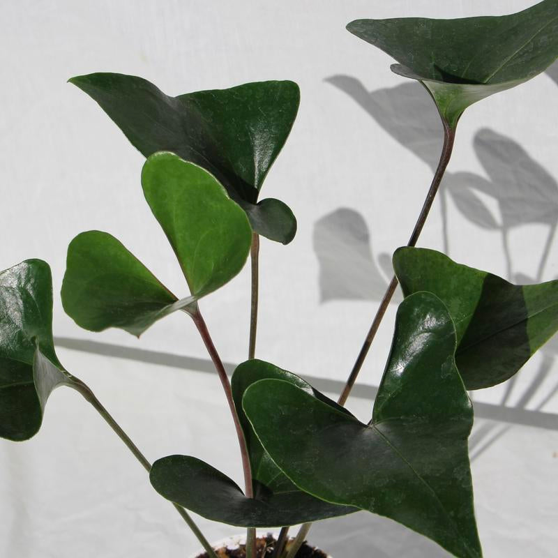 Anthurium Arrow 4" Pot Live Plant