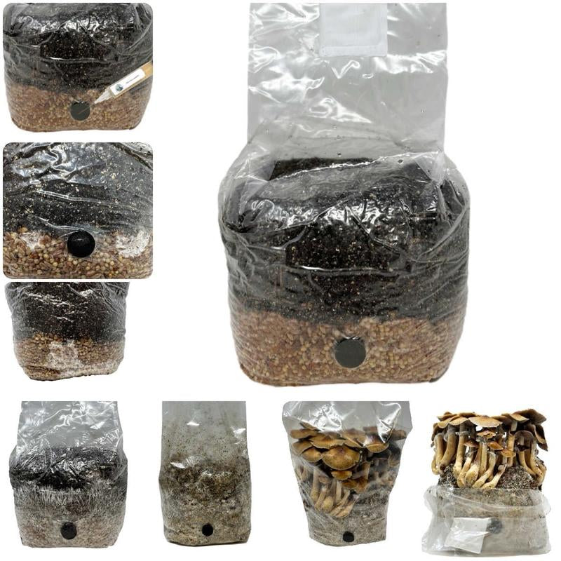 All-In-One Mushroom Grow Bag (4 Lbs) for Manure Loving Mushrooms